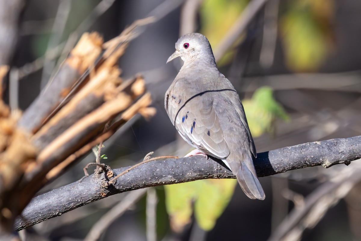 Plain-breasted Ground Dove - ML638195264