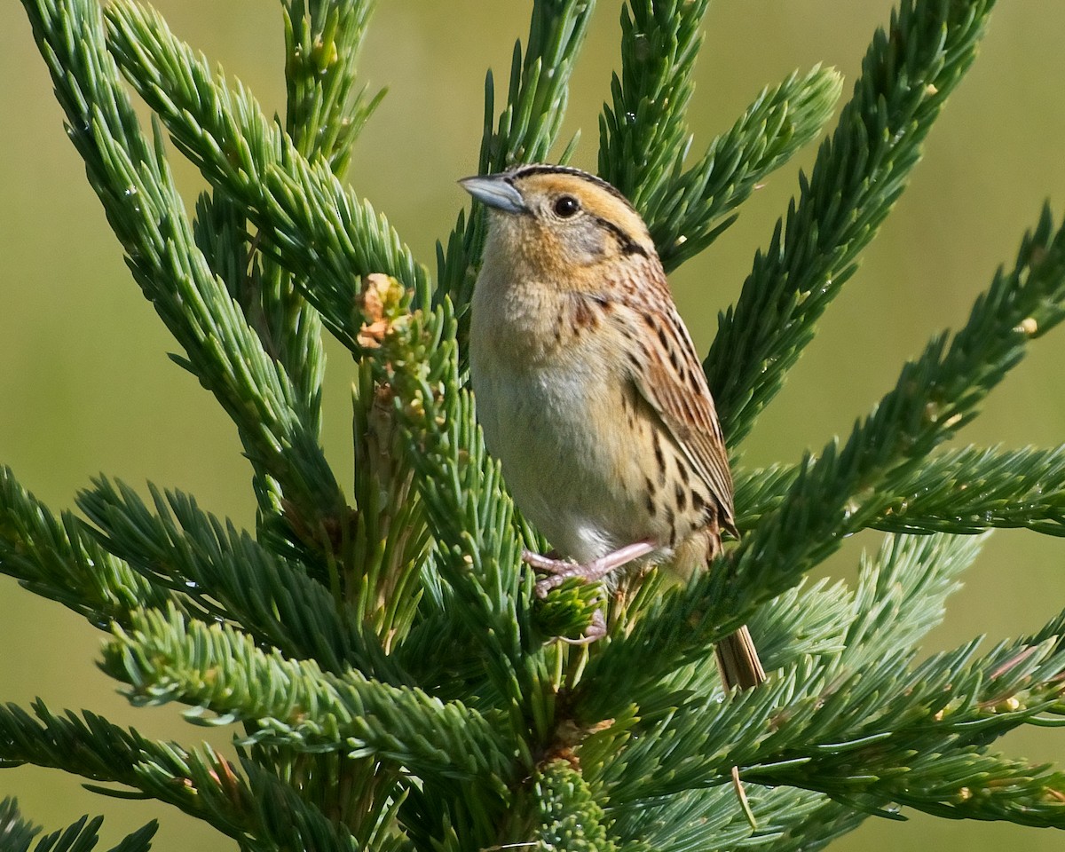 LeConte's Sparrow - ML638195265
