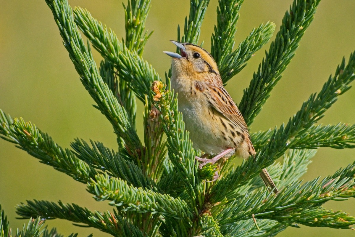LeConte's Sparrow - ML638195270