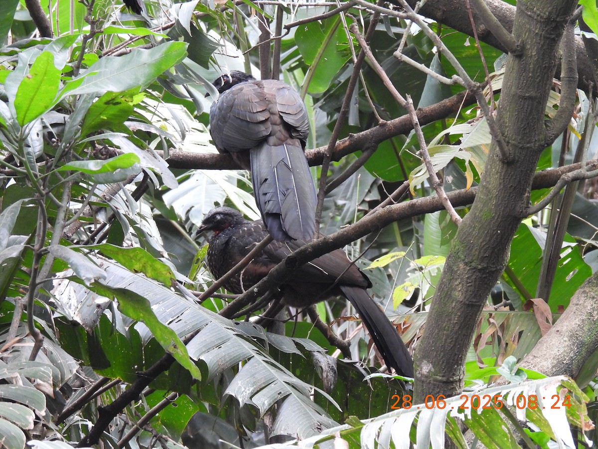 Dusky-legged Guan - ML638195304