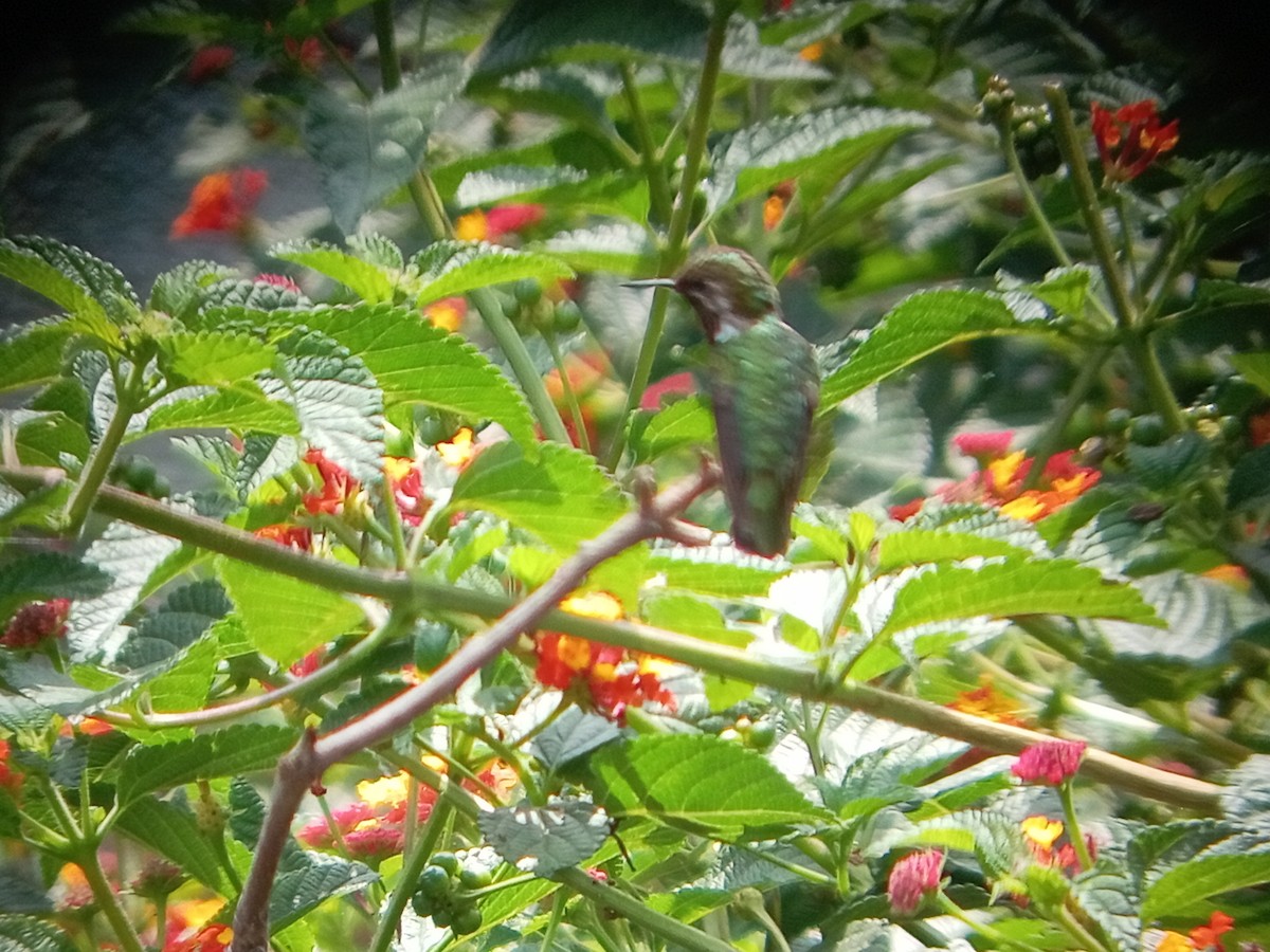 Bumblebee Hummingbird - ML638195307