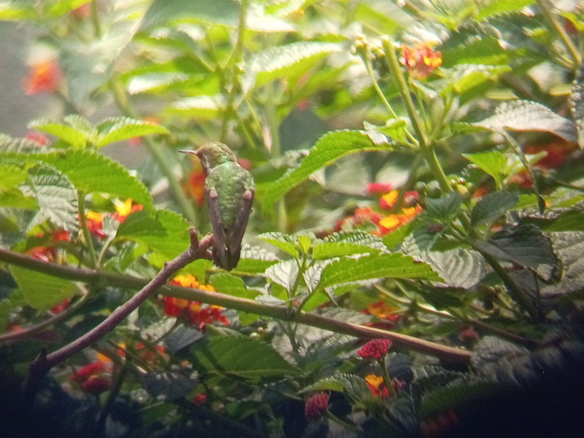 Bumblebee Hummingbird - ML638195308