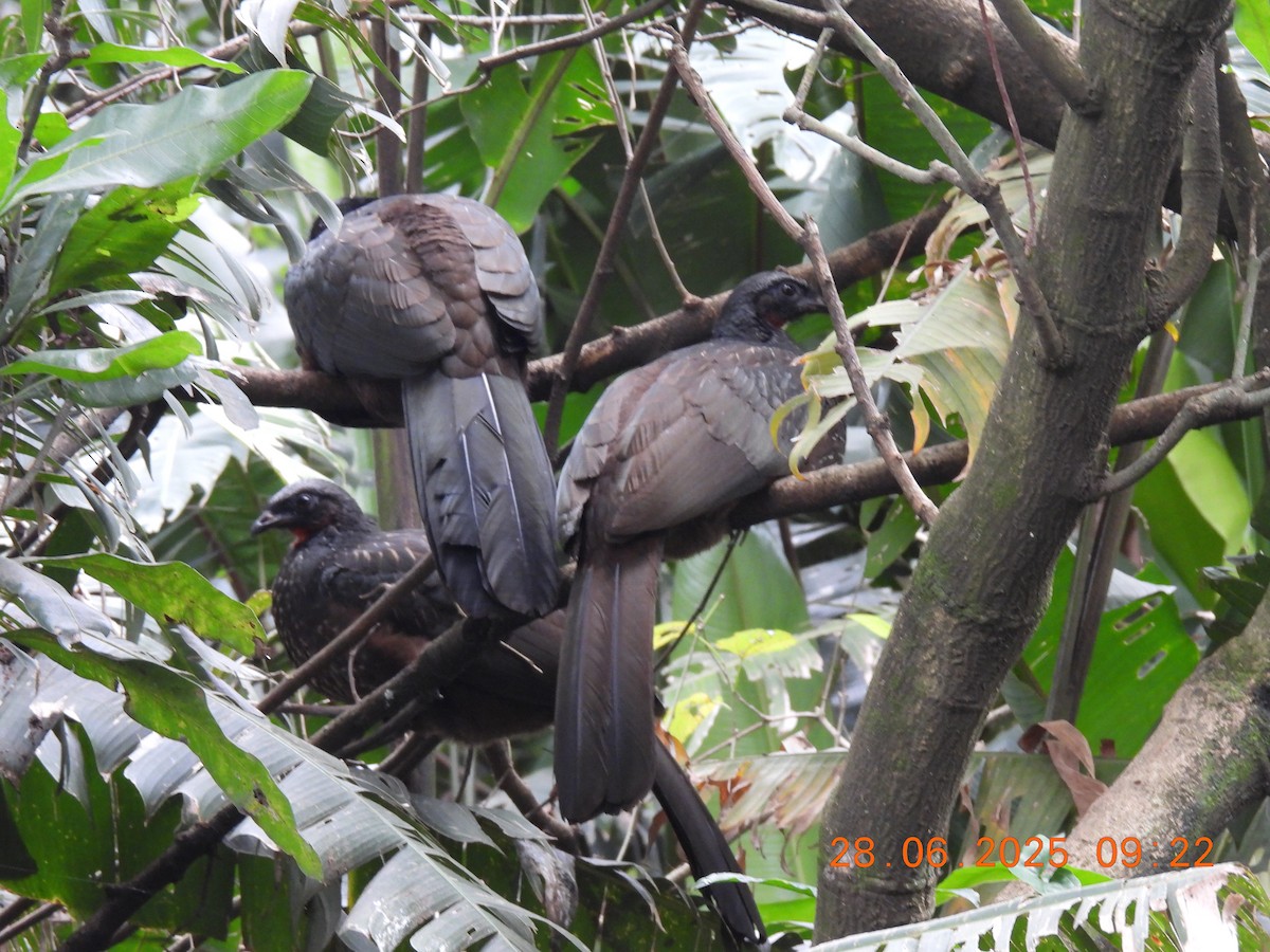 Dusky-legged Guan - ML638195324