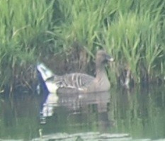 Pink-footed Goose - ML638195365