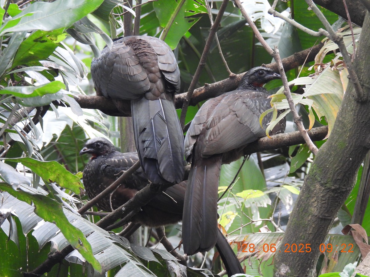 Dusky-legged Guan - ML638195373