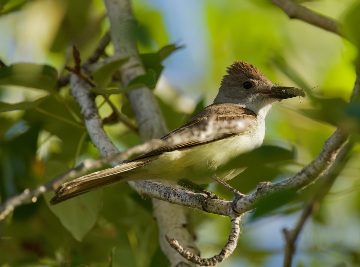 Ash-throated Flycatcher - ML638195377