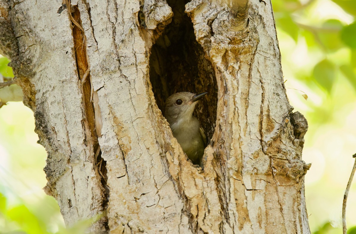 Ash-throated Flycatcher - ML638195378