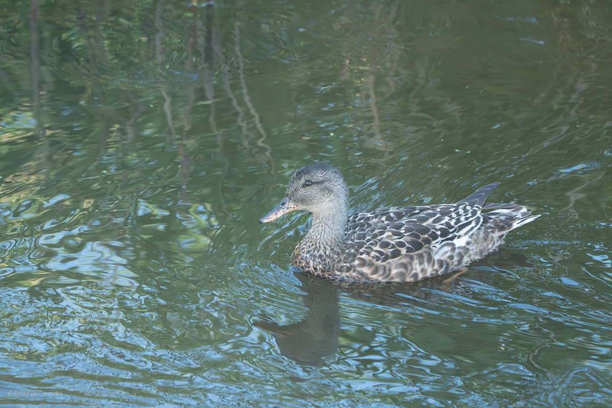 Gadwall - ML638195393