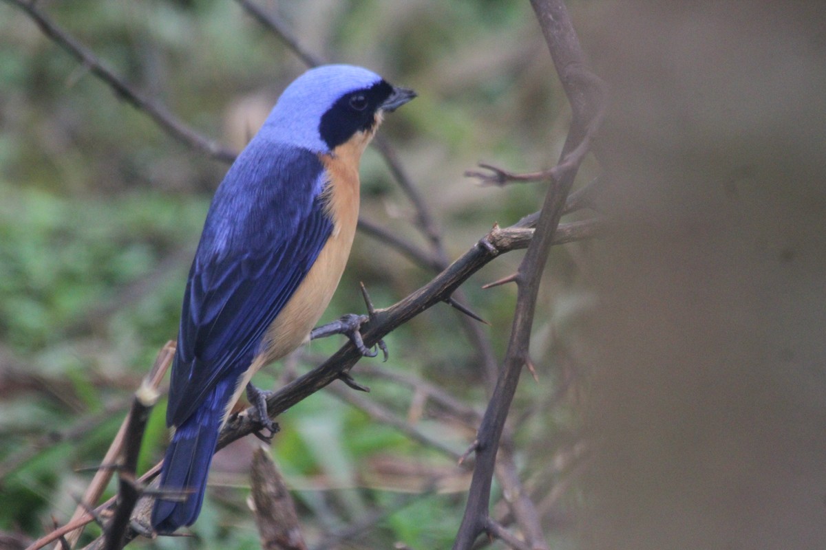 Fawn-breasted Tanager - ML638195396