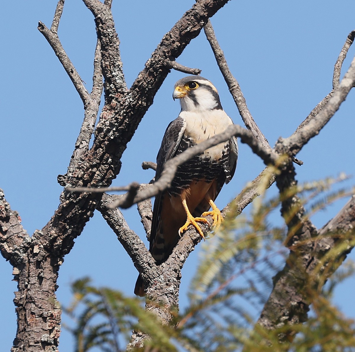 Aplomado Falcon - ML638195397
