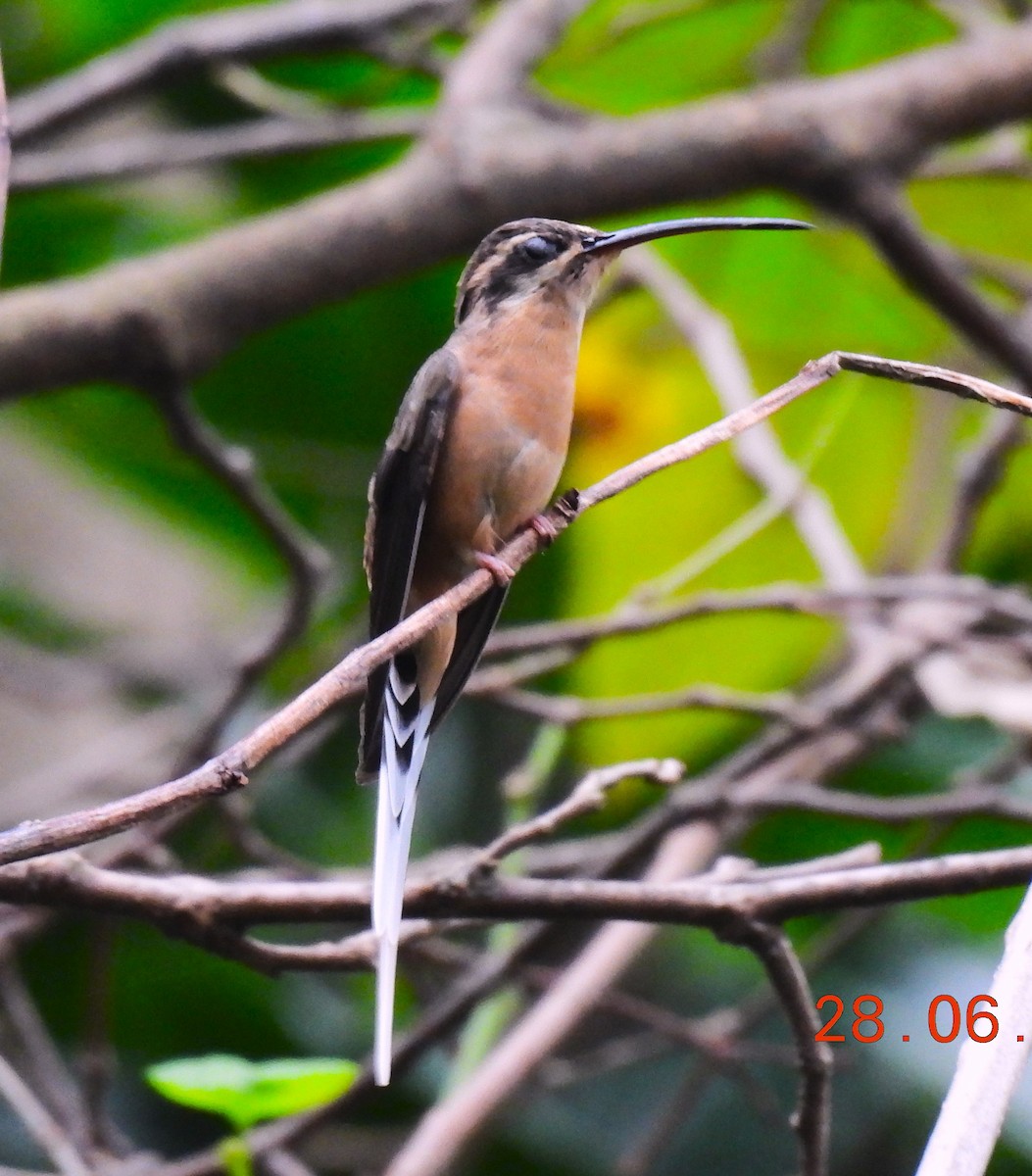 Planalto Hermit - ML638195401