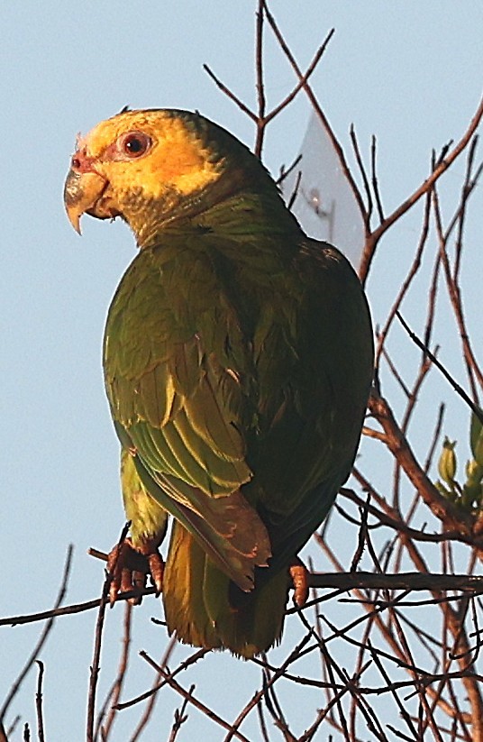 Yellow-faced Parrot - ML638195406