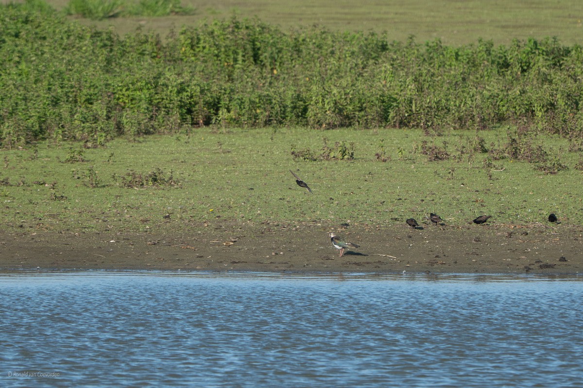Northern Lapwing - ML638195412