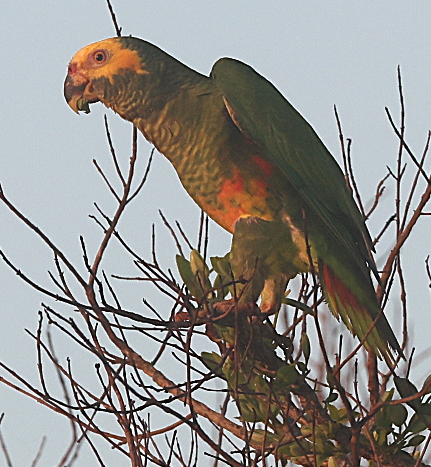 Yellow-faced Parrot - ML638195413
