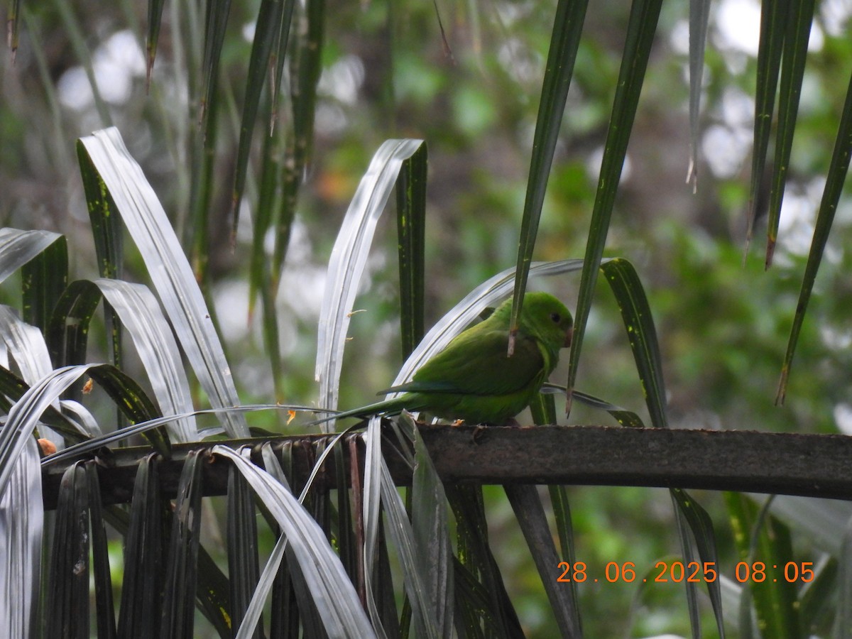 Plain Parakeet - ML638195456