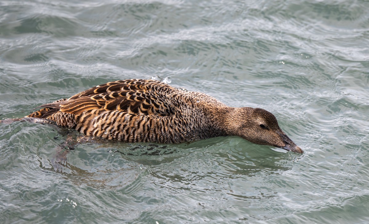 Eider à duvet - ML638195531
