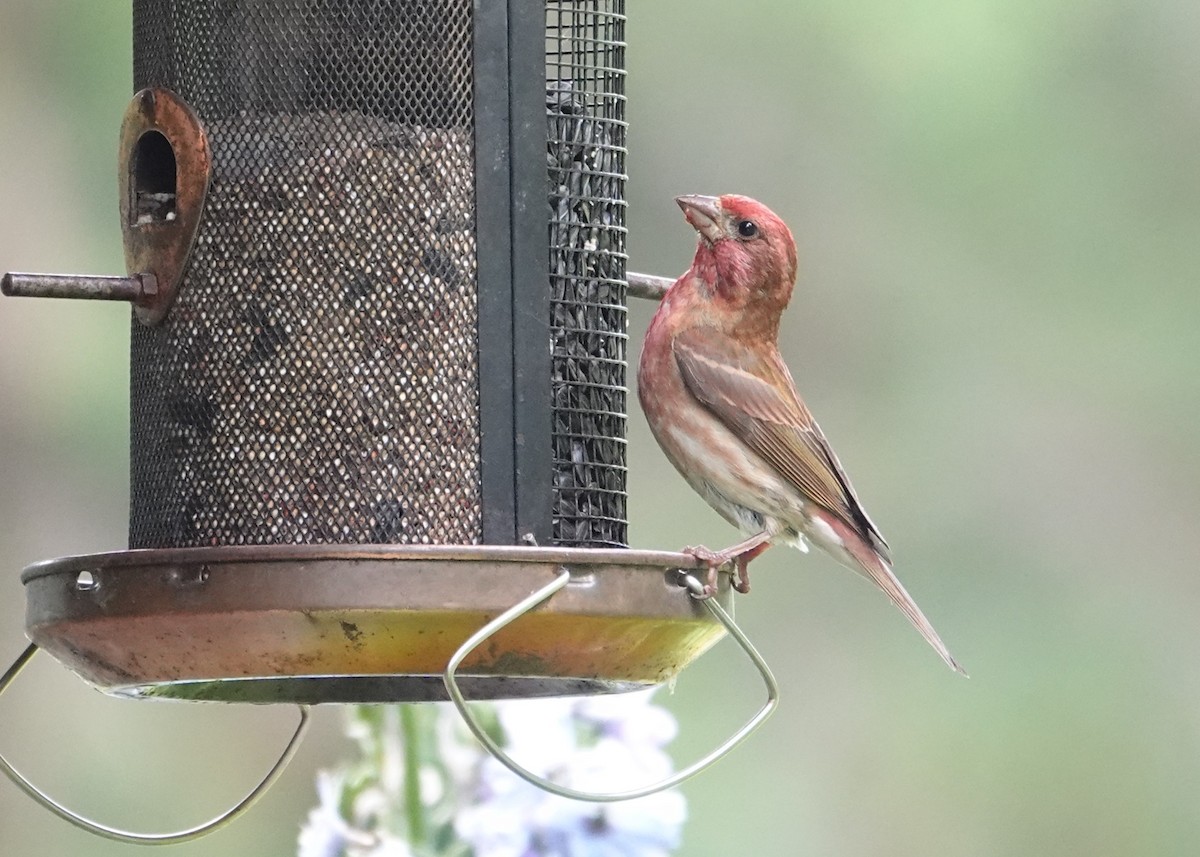Purple Finch - ML638195532