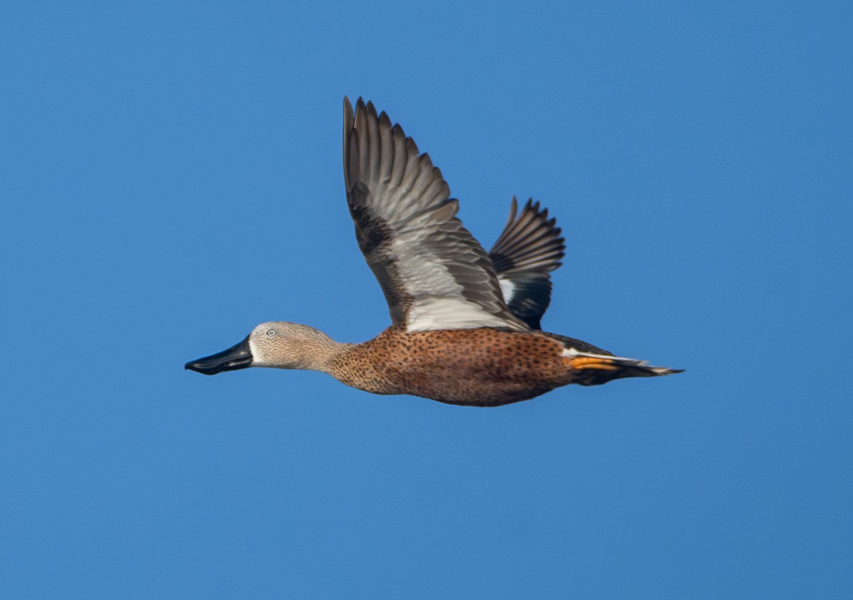 Red Shoveler - ML638195551
