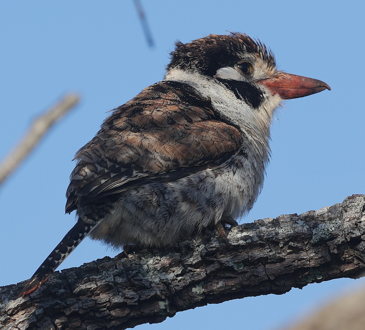 White-eared Puffbird - ML638195552
