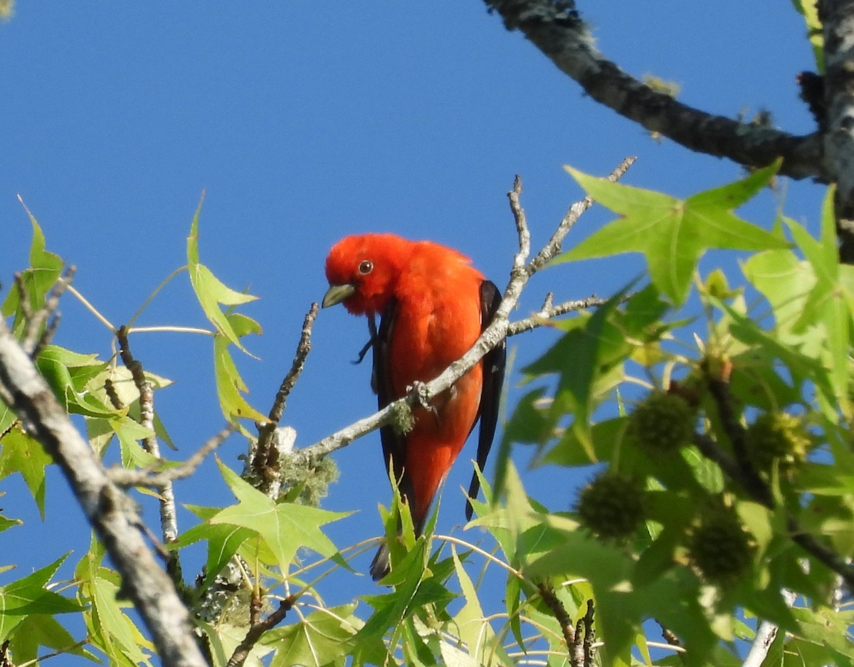 Scarlet Tanager - ML638195556