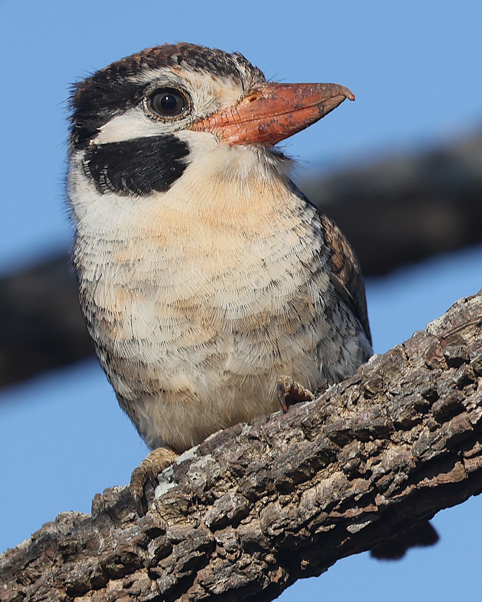 White-eared Puffbird - ML638195571