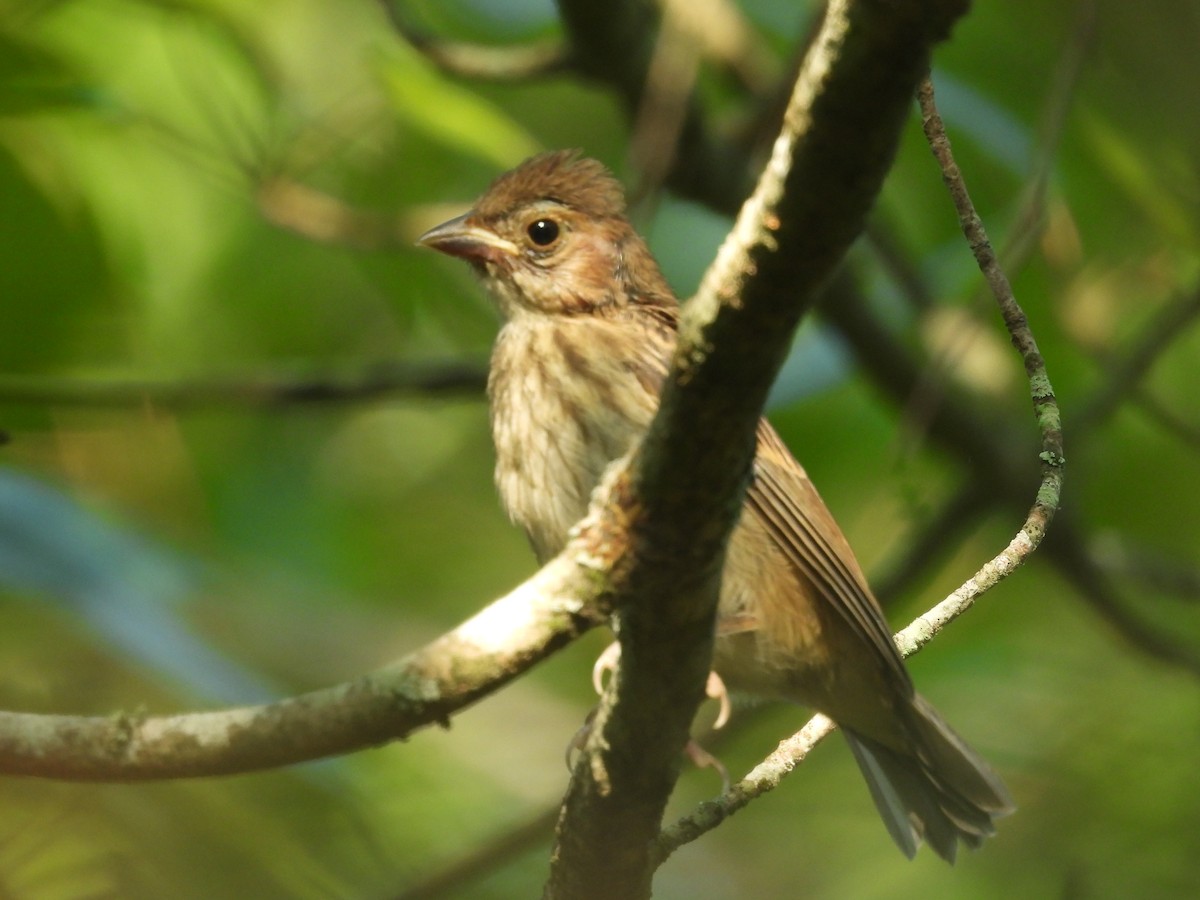 Indigo Bunting - ML638195573