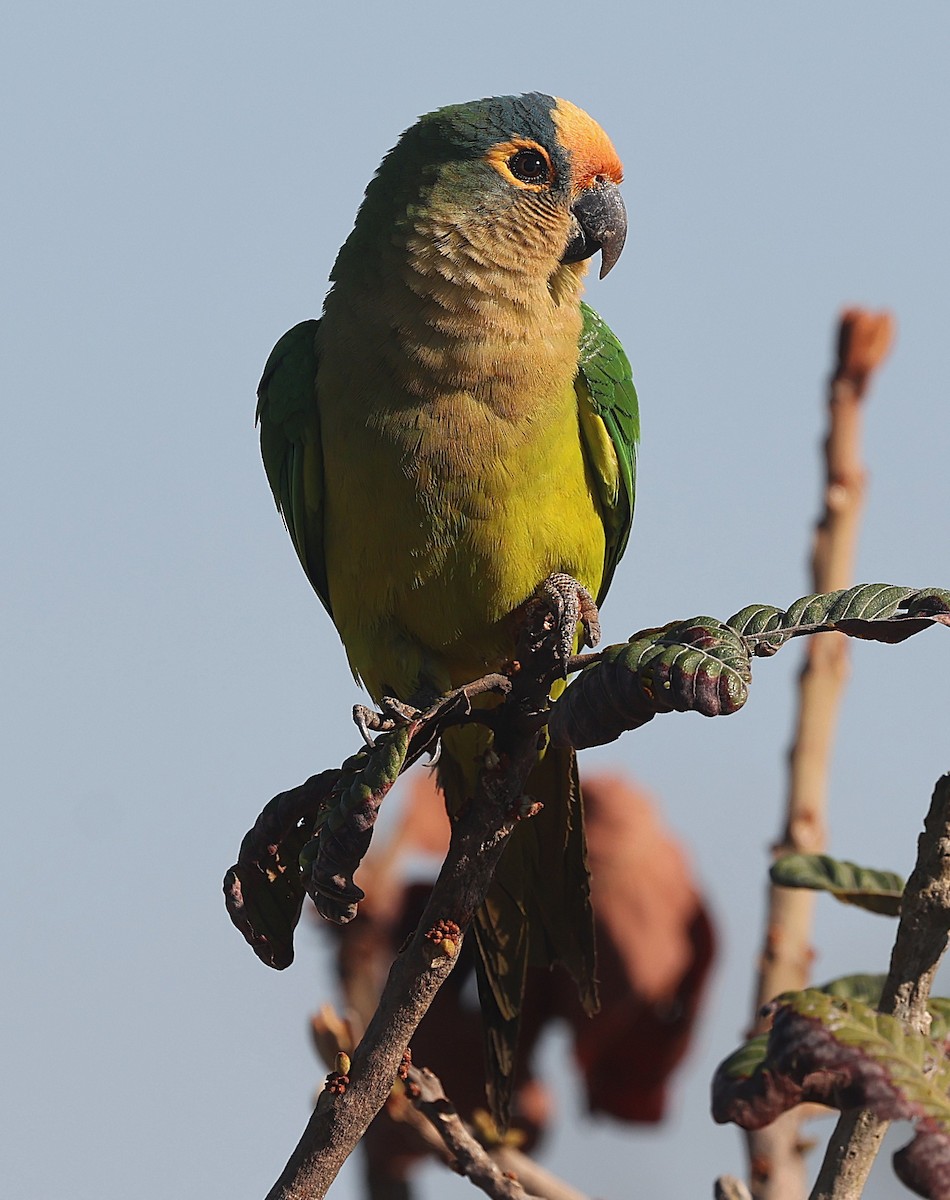 Peach-fronted Parakeet - ML638195591