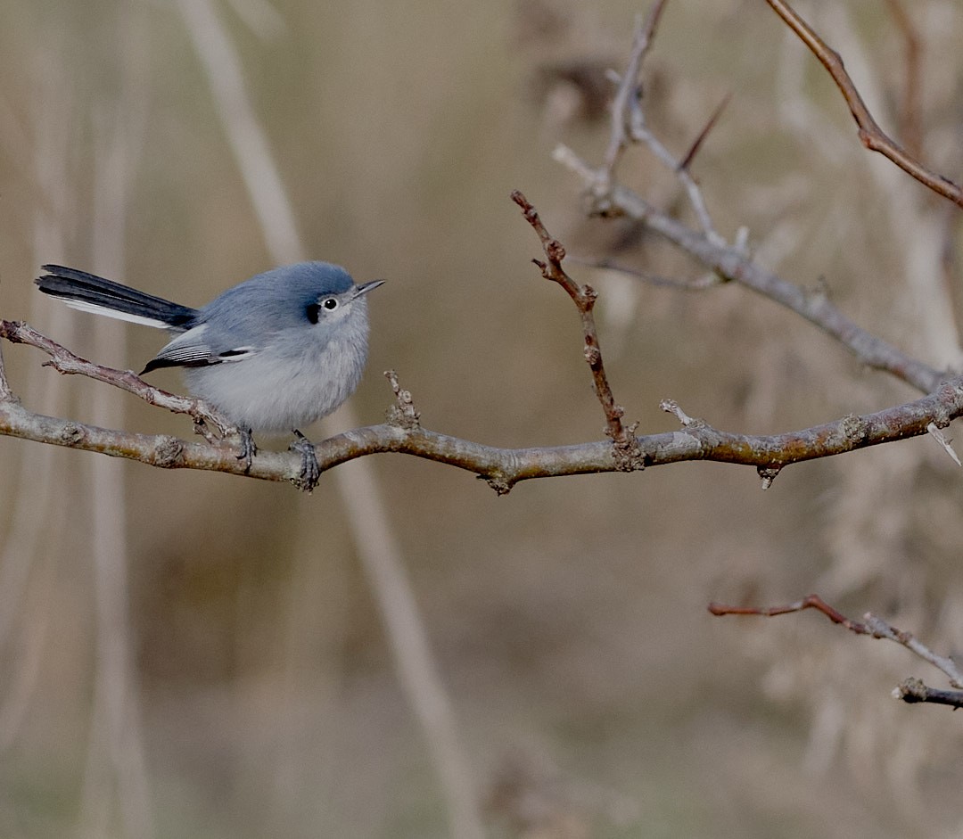 Masked Gnatcatcher - ML638195592