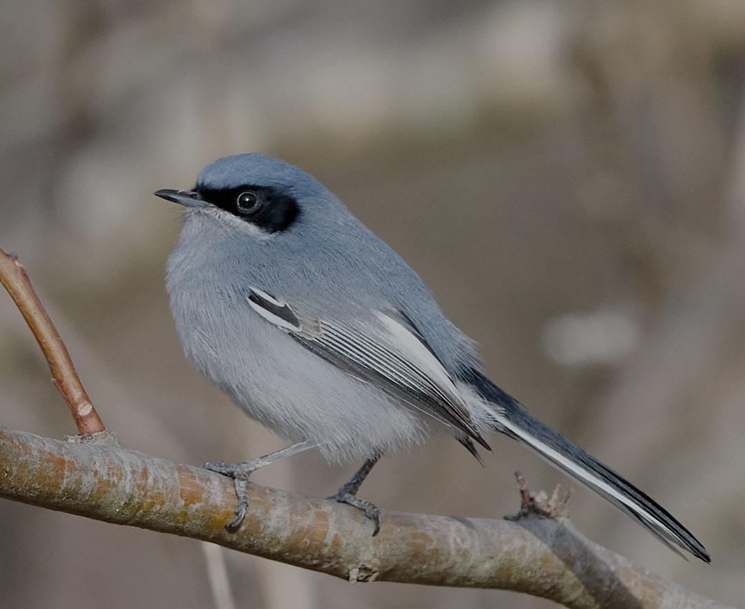 Masked Gnatcatcher - ML638195593