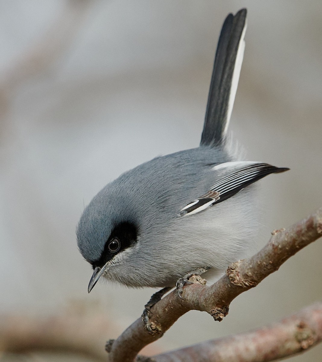 Masked Gnatcatcher - ML638195594