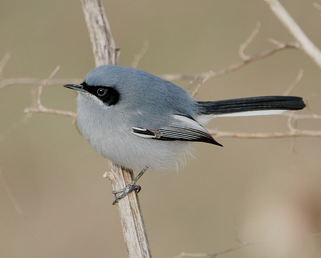 Masked Gnatcatcher - ML638195595