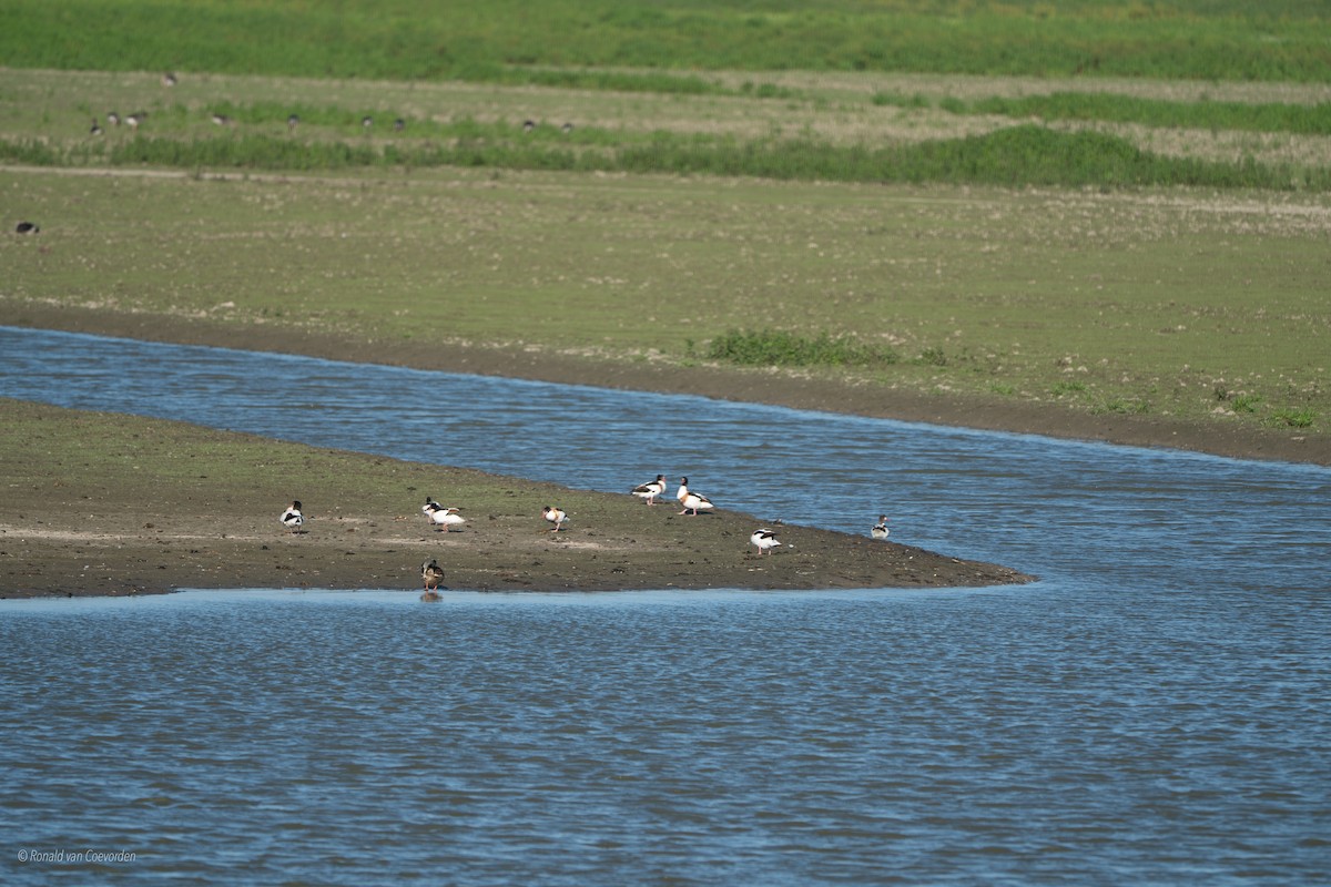 Common Shelduck - ML638195626