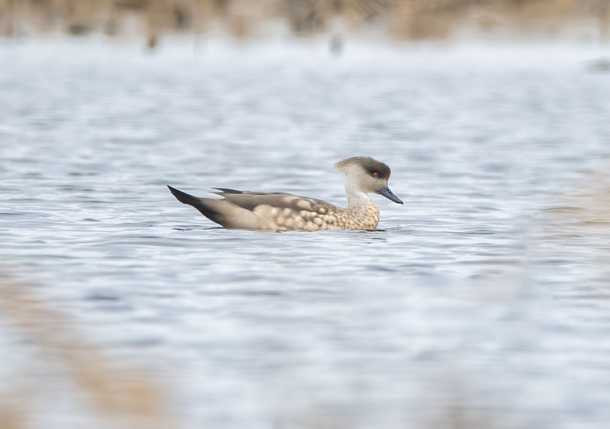 Crested Duck - ML638195627