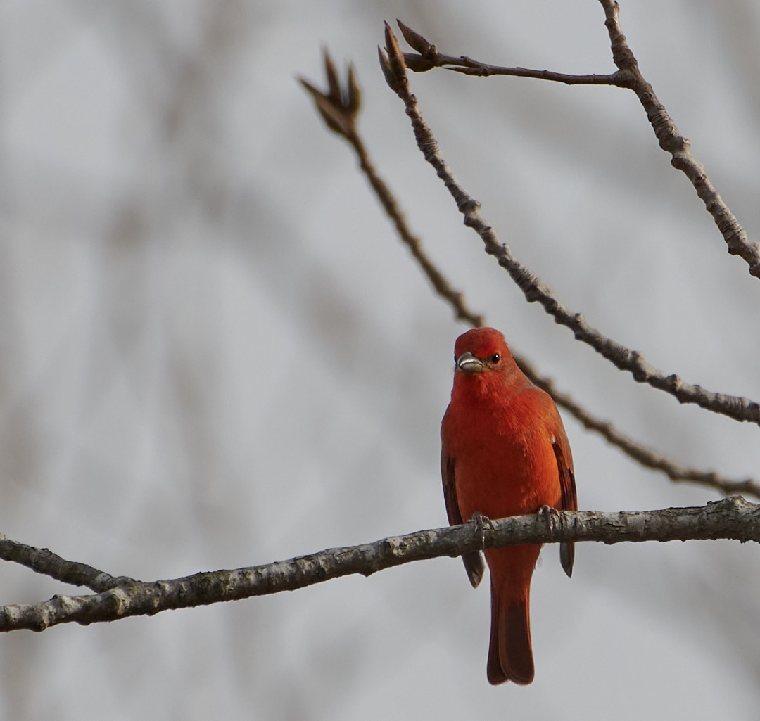 Hepatic Tanager - ML638195630