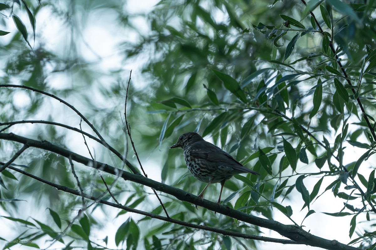Song Thrush - ML638195633