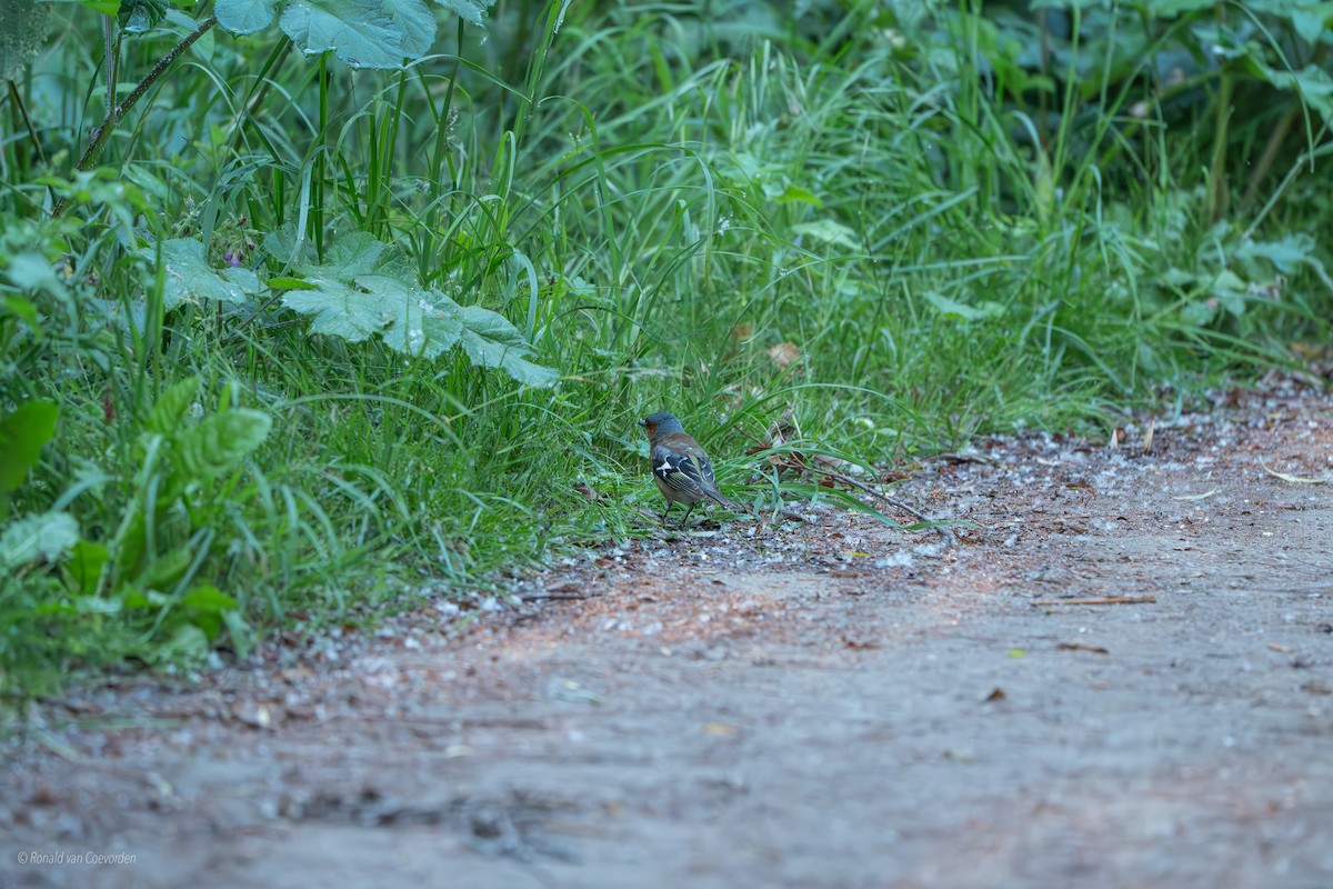 Common Chaffinch - ML638195652