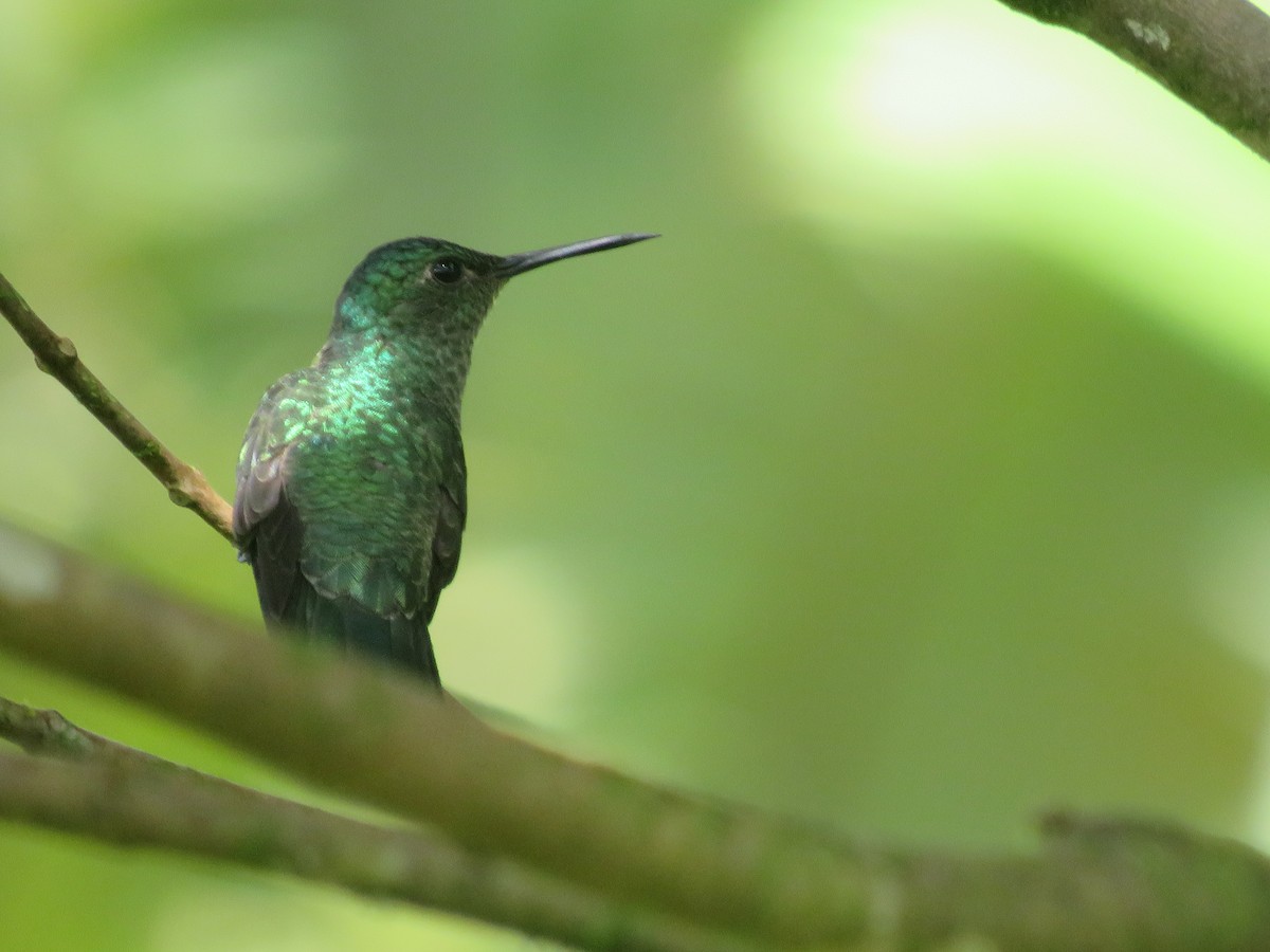 Scaly-breasted Hummingbird - ML638195694