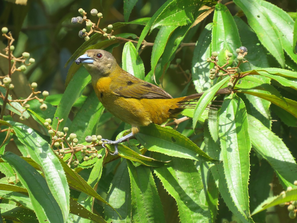 Scarlet-rumped Tanager - ML638195695