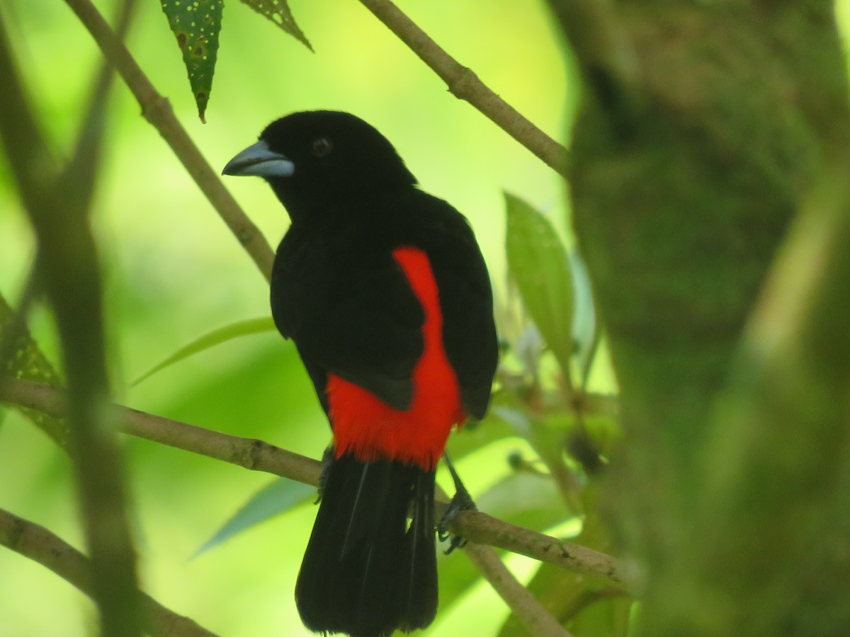 Scarlet-rumped Tanager - ML638195696