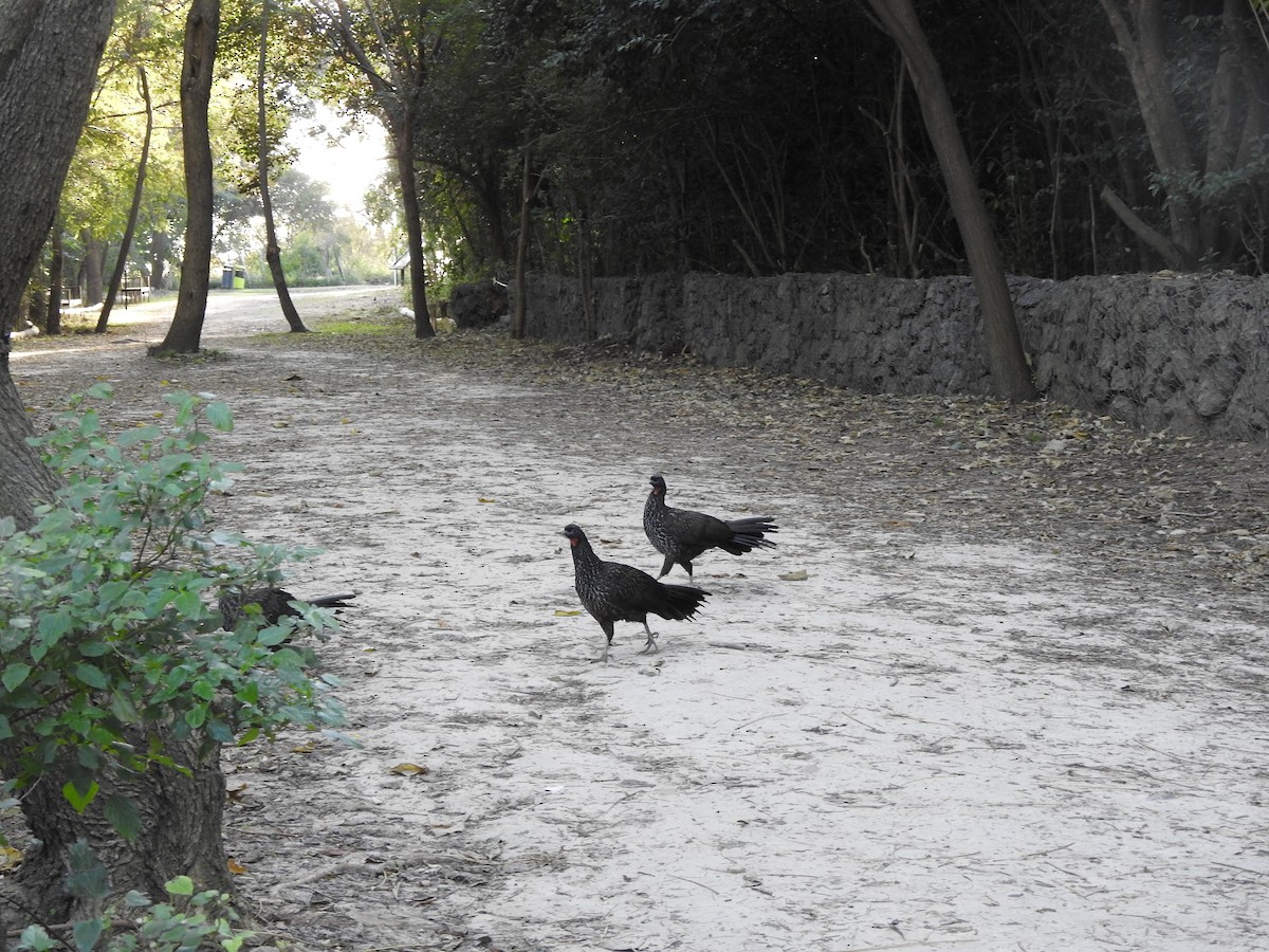 Dusky-legged Guan - ML638195703