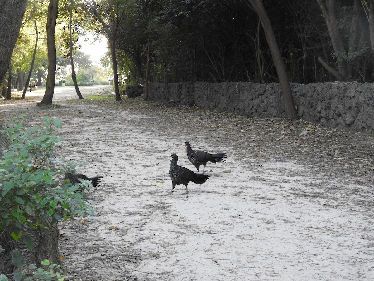 Dusky-legged Guan - ML638195704
