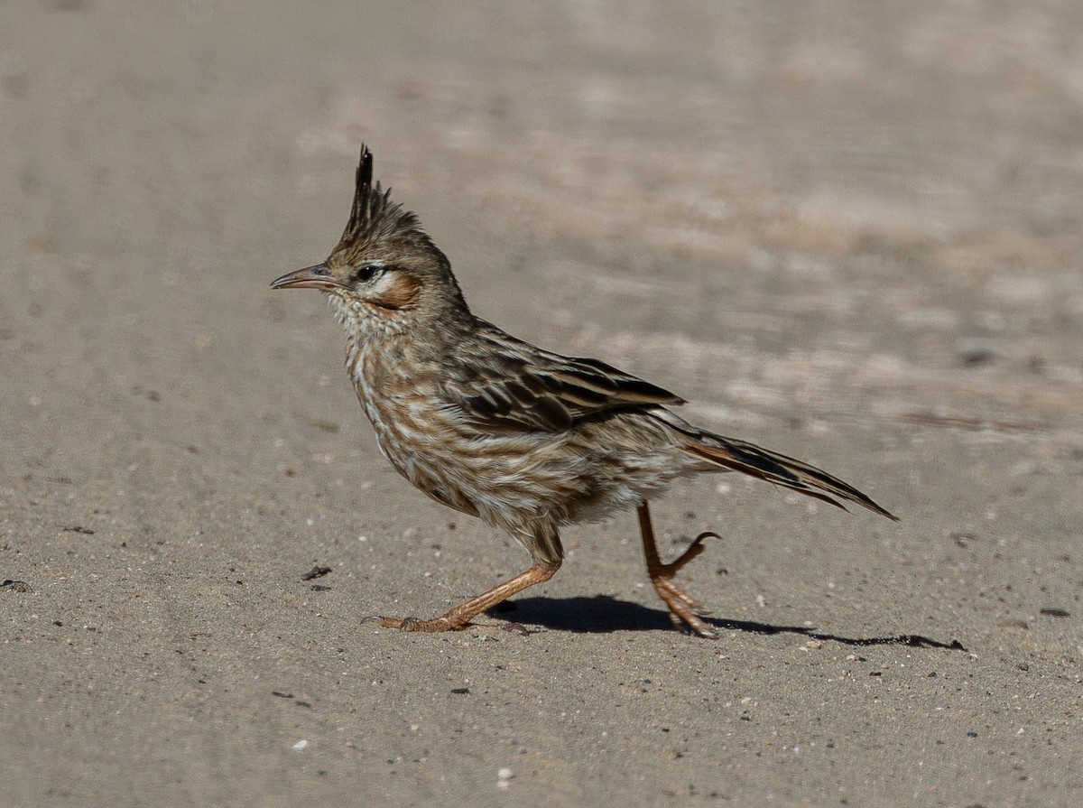 Chacobuschläufer - ML638195755