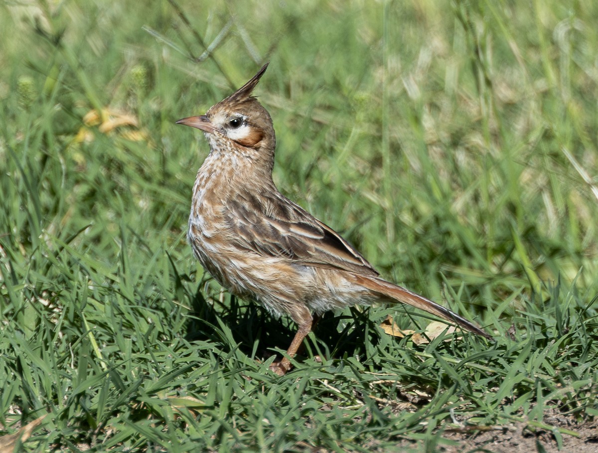 Chacobuschläufer - ML638195757