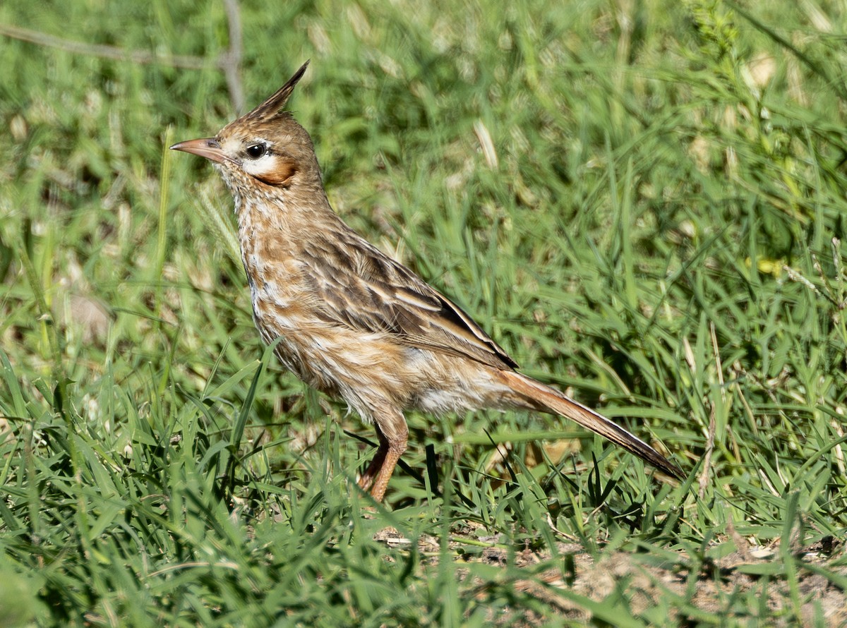 Chacobuschläufer - ML638195758
