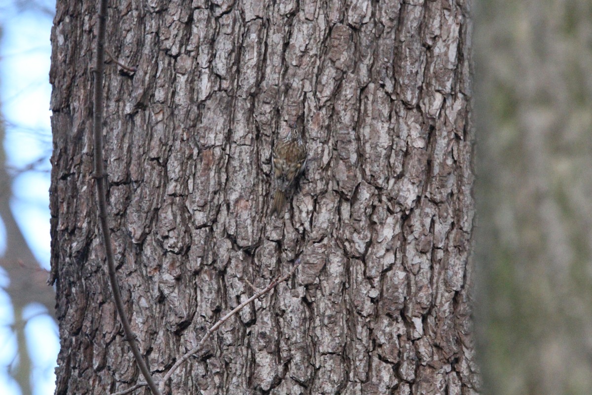 Eurasian Treecreeper - ML638195794