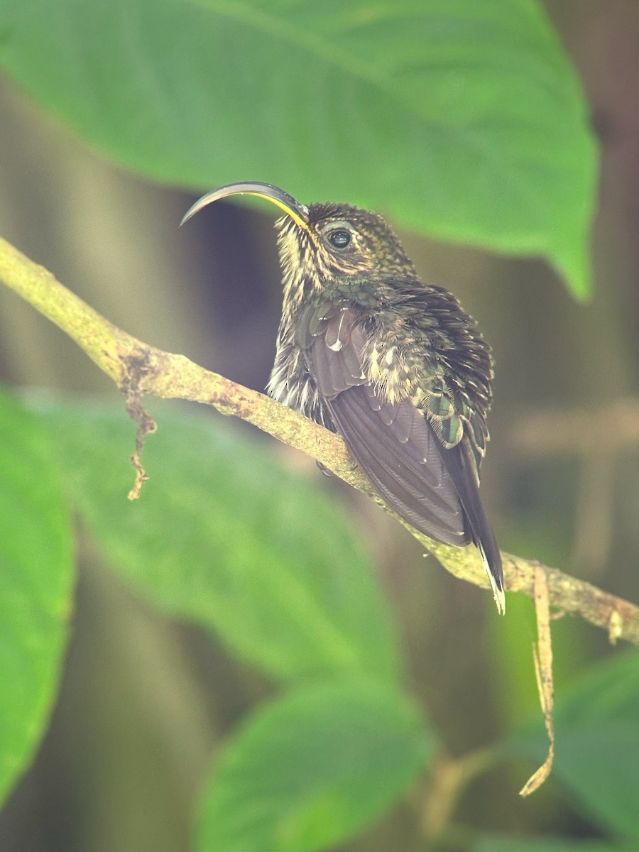 White-tipped Sicklebill - ML638195808