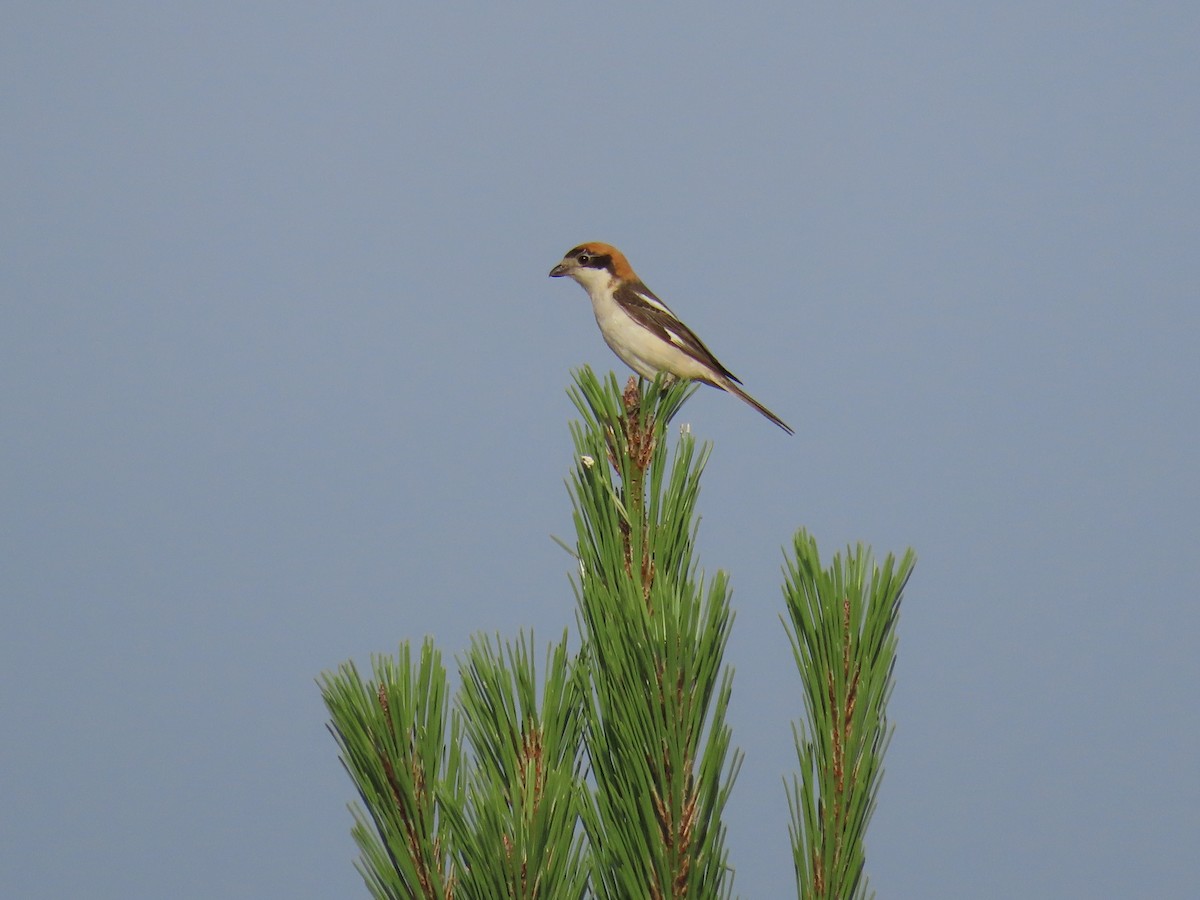 Woodchat Shrike - ML638195828