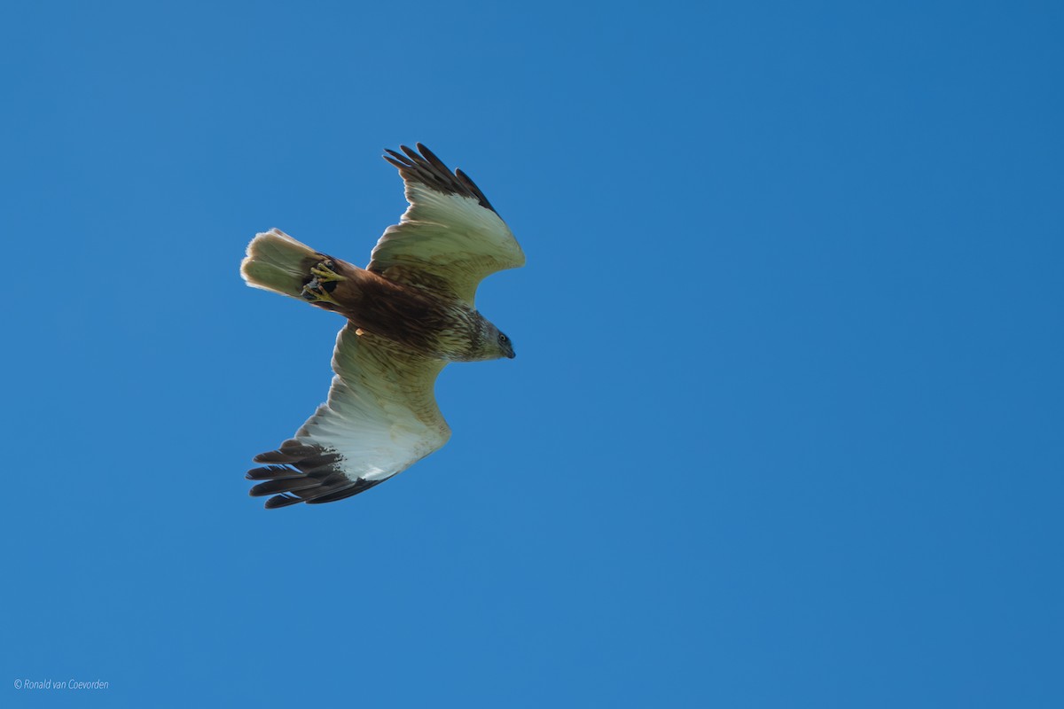 Western Marsh Harrier - ML638195835