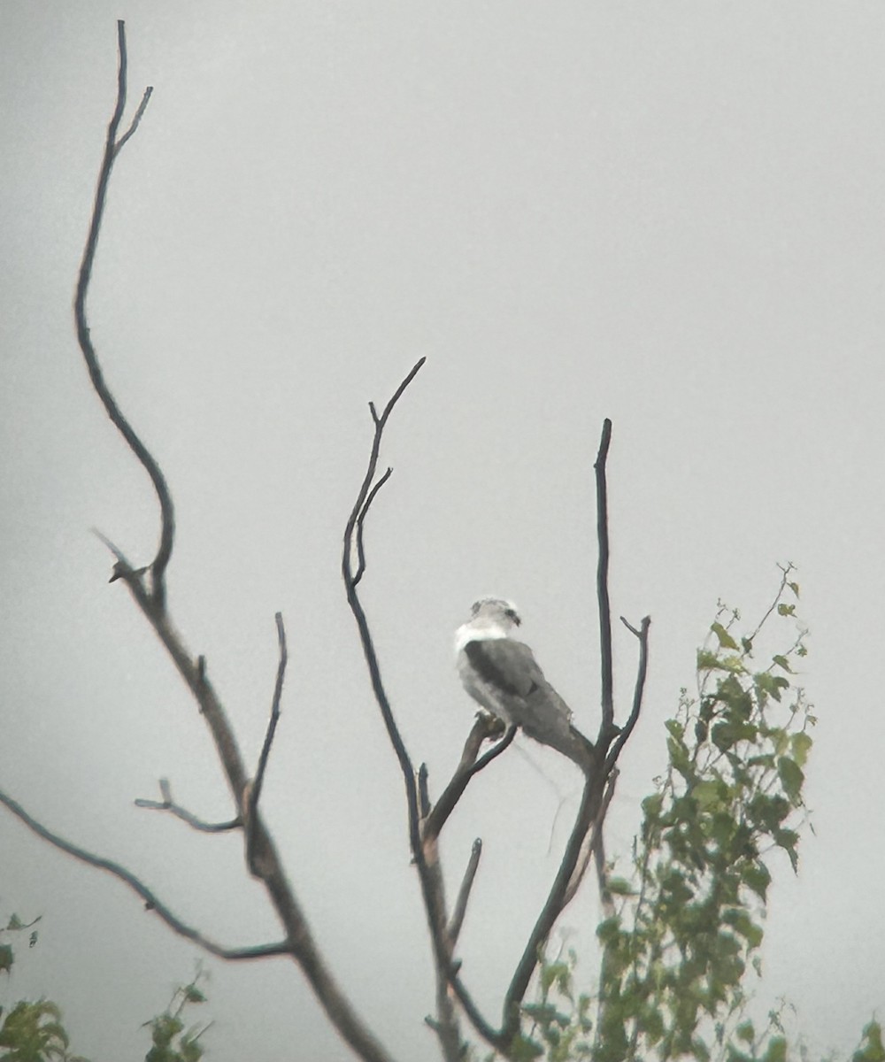 White-tailed Kite - ML638195838