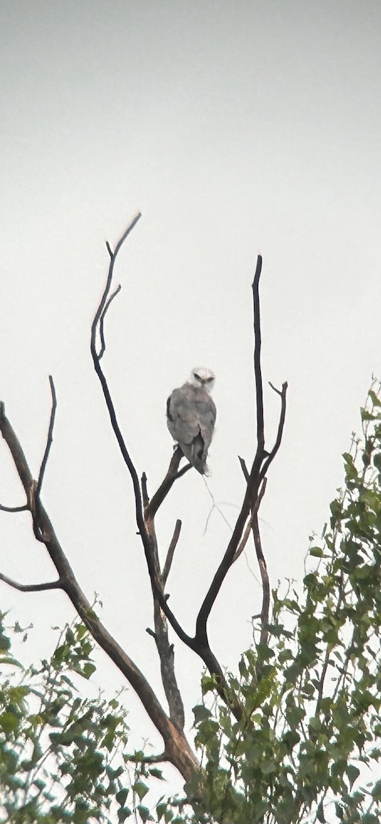 White-tailed Kite - ML638195839